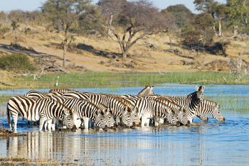 Leroo La Tau Lodge: Zebras Schwarz Weiß Blau Grün