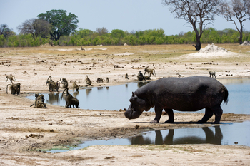 Little Makalolo Camp Little Makalolo Camp: Nilpferd und Paviane