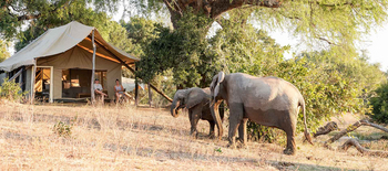Little Vundu Camp Little Vundu Camp: Elefanten vor einem Gästezelt