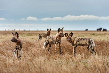 Liuwa Camp: Wildhunde