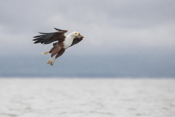 Loldia House: Lake Naivasha