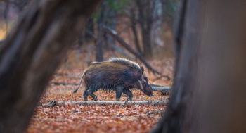 Luambe Camp: Bush Pig