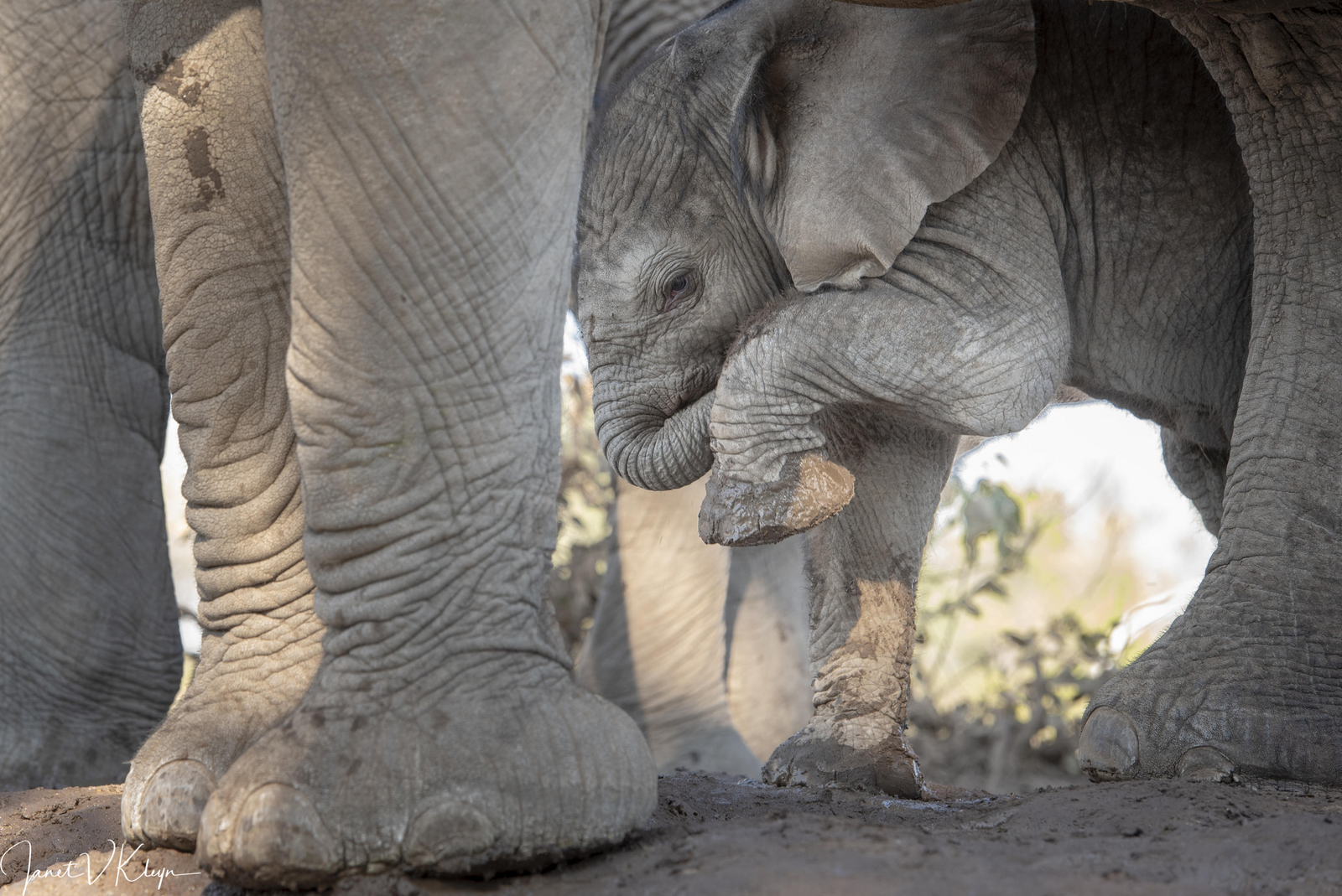 Mashatu Photographic Hide Mashatu Photographic Hide: Das Jüngste