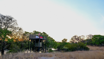 Mukambi Fig Tree Bush Camp: Outdoor Bett und Umgebung