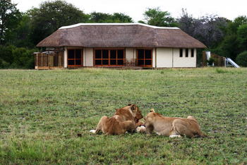 Nxai Pan Camp: Löwen mit Beute