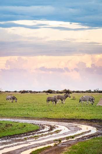 Nxai Pan Camp: Zebras im frischen Grün