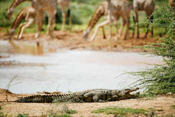 Old Traders Lodge: Krokodil m Wasserloch