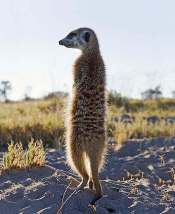 Planet Baobab: Aktivitäten