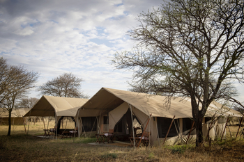 Serengeti Safari Camp: Familienzelt
