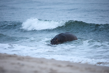 Sette Cama Eco Camp: Surfing Hippo
