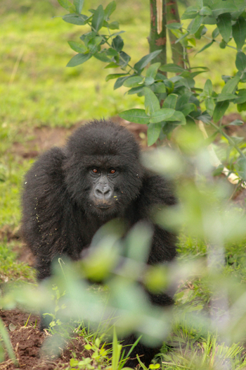 Singita Kwitonda Lodge: Aufmerksamer Blick