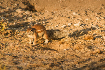 Tau Pan Camp Tau Pan Camp: Erdhörnchen
