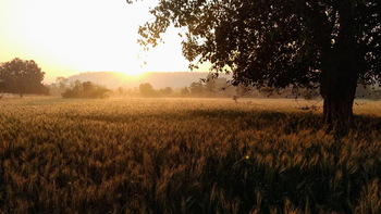 The Sarai at Toria: Kornfeld