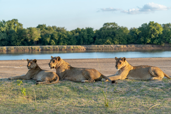 Time + Tide South Luangwa: Löwinnen