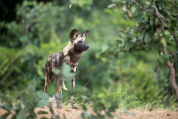 Time + Tide South Luangwa Time + Tide South Luangwa: Wildhund