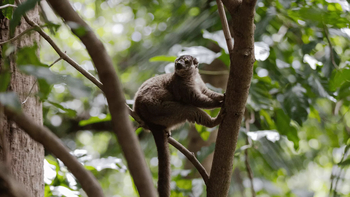 Time + Tide Tsara Komba: Lemur Tracking