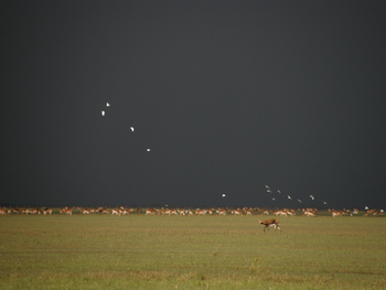 Wasa Lodge: Schwarze Moorantilopen und schwarzer Himmel