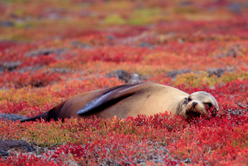 andBeyond Galapagos Explorer: Galapagos-Seelöwe auf leuchtend roter Vegetation