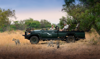 andBeyond Phinda Forest Lodge: Leoparden am Game Drive Vehicle