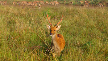 Bagh Villas: Axishirsch