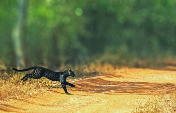 Bamboo Forest Safari Lodge: Schwarzer Panther im Sprung