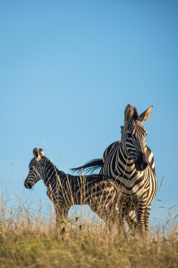 Borana Lodge Borana Lodge: Zebra mit Jungtier