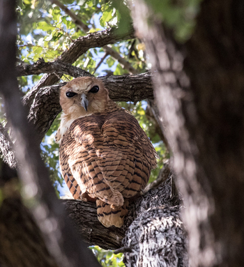 Chilo Ivory Trail Adventure: Pel's Fishing Owl