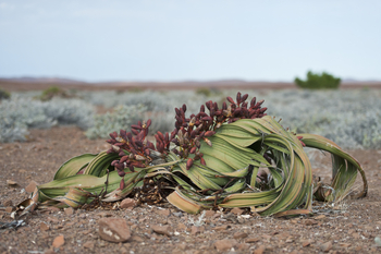 Desert Rhino Camp Desert Rhino Camp: Wüstenpflanze Welwitschia