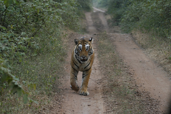 Dev Vilas: Patrouille