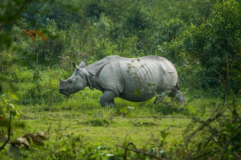 Diphlu River Lodge: Panzernashorn