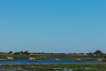 Duba Plains Camp: Löwenwasserparade