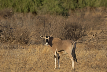 Elephant Bedroom Camp: Ostadrikanischer Oryx