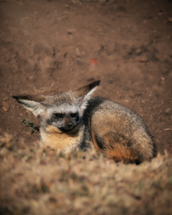 Elewana Lodo Springs: Löffelhund