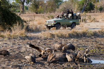 Flatdogs Camp: Geier zerlegen totes Tier