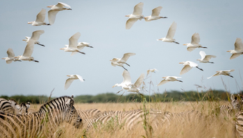 Ghoha Hills Savuti Lodge Ghoha Hills Savuti Lodge: Zebras und Kuhreiher