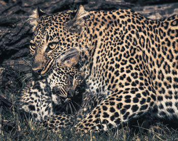 Hemingways Ol Seki Mara: Leopardin mit Jungtier