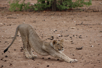 Hobatere Lodge: Streckung