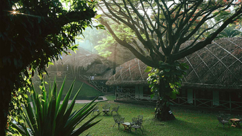 Spice Village: Alte Bäume