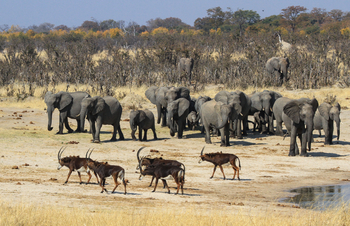 Jozibanini Camp Jozibanini Camp: Rappenantilopen und Elefanten