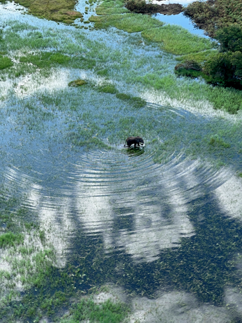 Kala Camp: Elefant zieht Kreise
