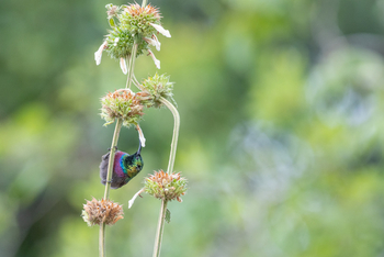 Katambuga House: Variable Sunbird