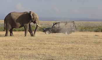 Kicheche Laikipia Camp: Elefantenbegegnung
