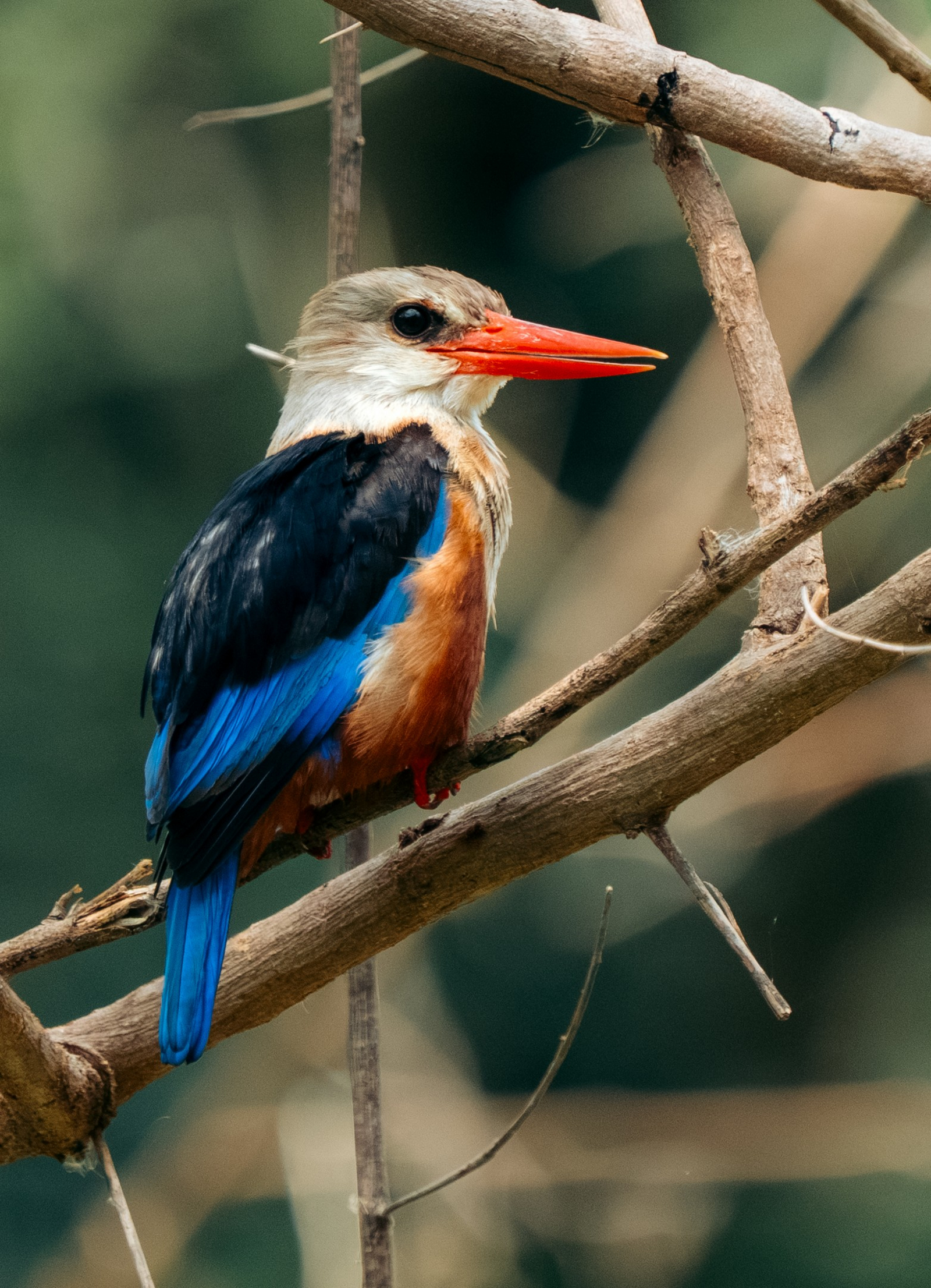 Kisima Ngeda Camp Kisima Ngeda Camp: Woodland Kingfisher