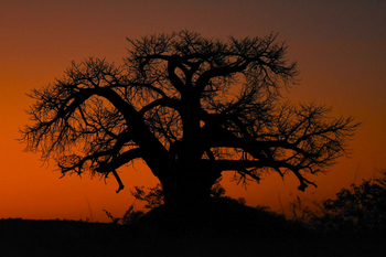 Koro River Camp: Baobabsilhouette