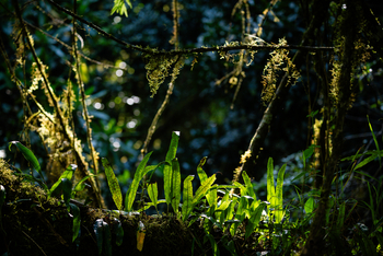Koroi Forest Camp: Pflanzen im Arusha National Park