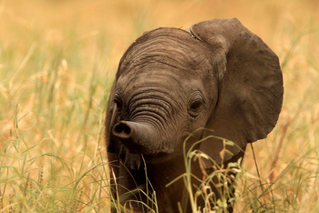 Legendary Mwiba Lodge: Baby-Elefant