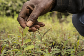 Loldia House: Eburu Forest