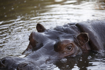 Meno A Kwena Camp Meno A Kwena Camp: Hippo