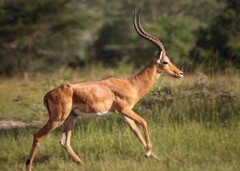 Mihingo Lodge: Impala
