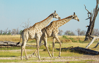 Moremi Game Reserve: Zwei Giraffen